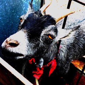 Meet your Posher, Aida